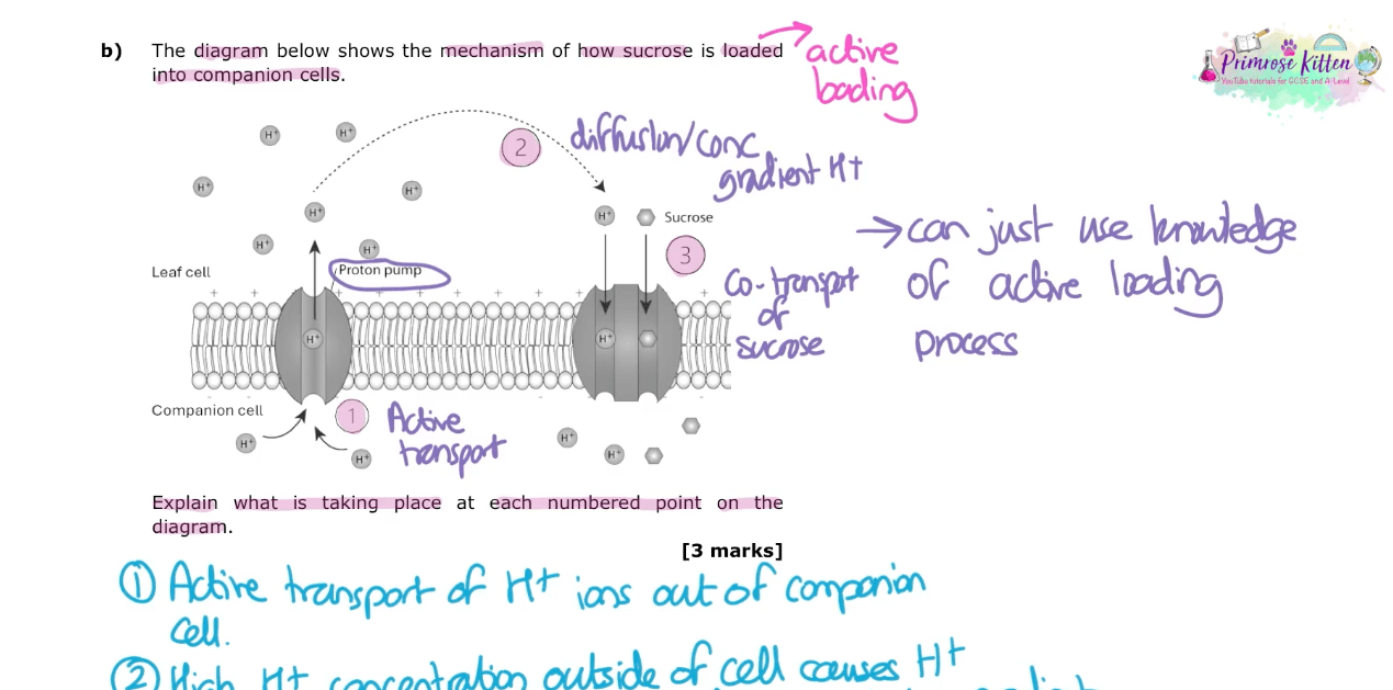 AQA A - Level Biology | Full Revision Course - Primrose Kitten