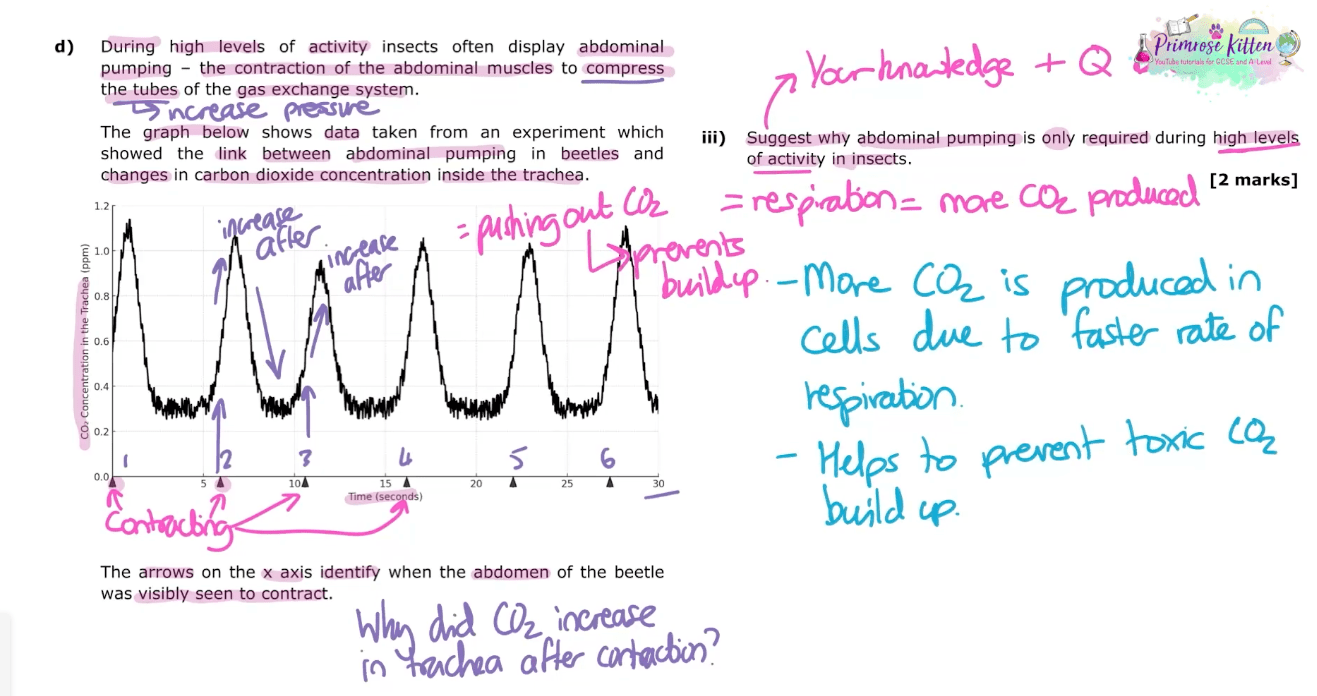 AQA A - Level Biology | Full Revision Course - Primrose Kitten